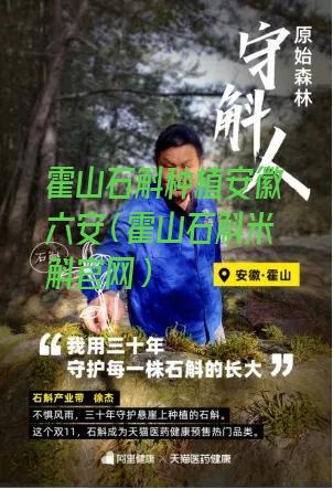 霍山石斛种植安徽六安