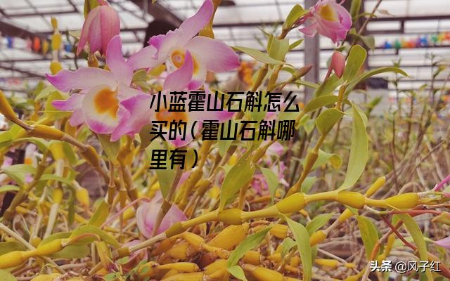 小蓝霍山石斛怎么买的