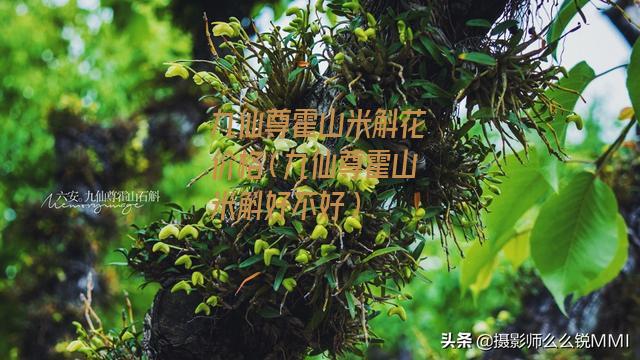 九仙尊霍山米斛花价格