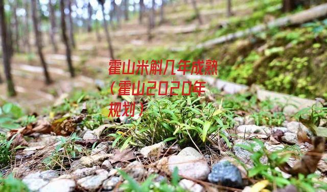 霍山米斛几年成熟