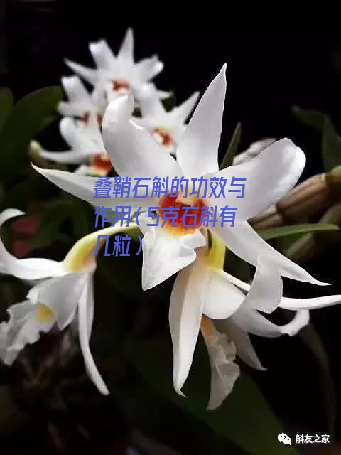 叠鞘石斛的功效与作用