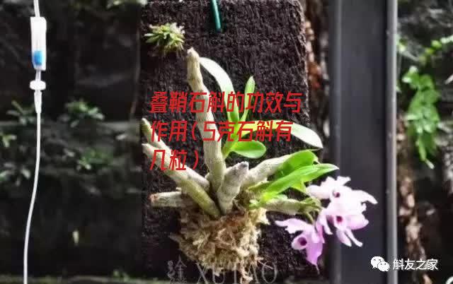 叠鞘石斛的功效与作用