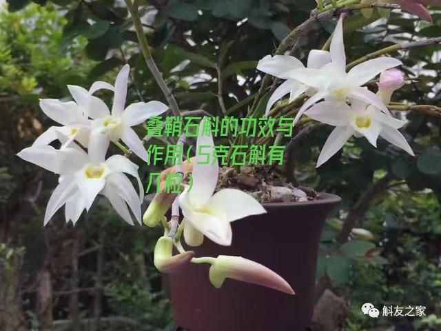 叠鞘石斛的功效与作用