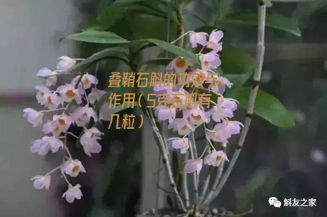 叠鞘石斛的功效与作用