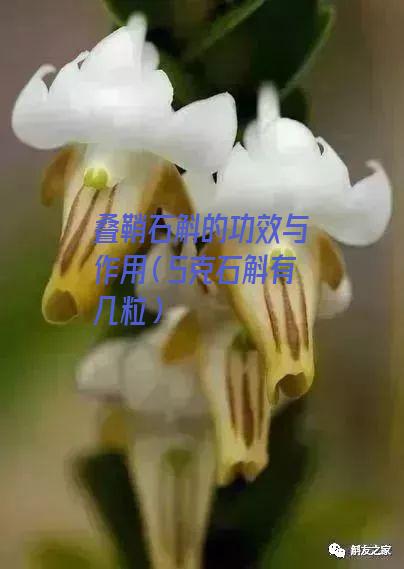 叠鞘石斛的功效与作用