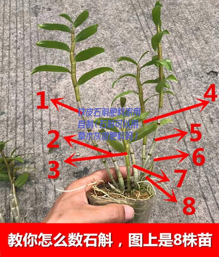 铁皮石斛肥料家用自制（石斛可以用草木灰做肥料吗）