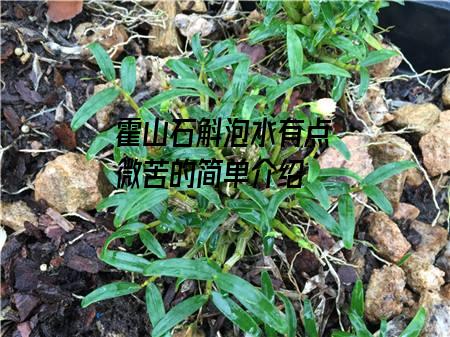 霍山石斛泡水有点微苦的简单介绍