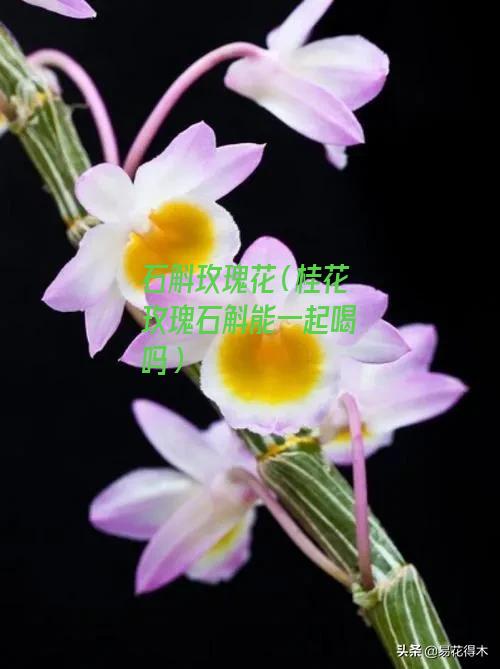 石斛玫瑰花