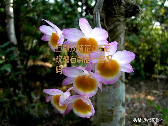 石斛玫瑰花