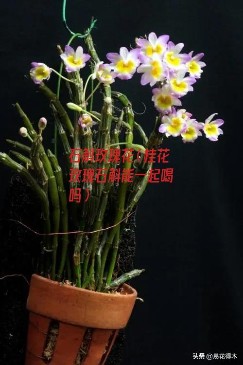 石斛玫瑰花