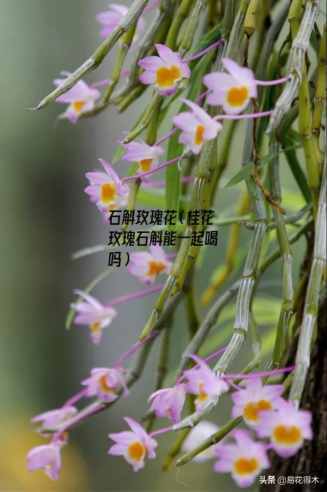 石斛玫瑰花