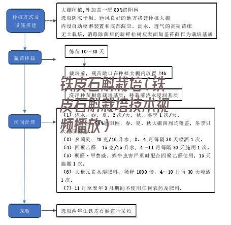 铁皮石斛栽培