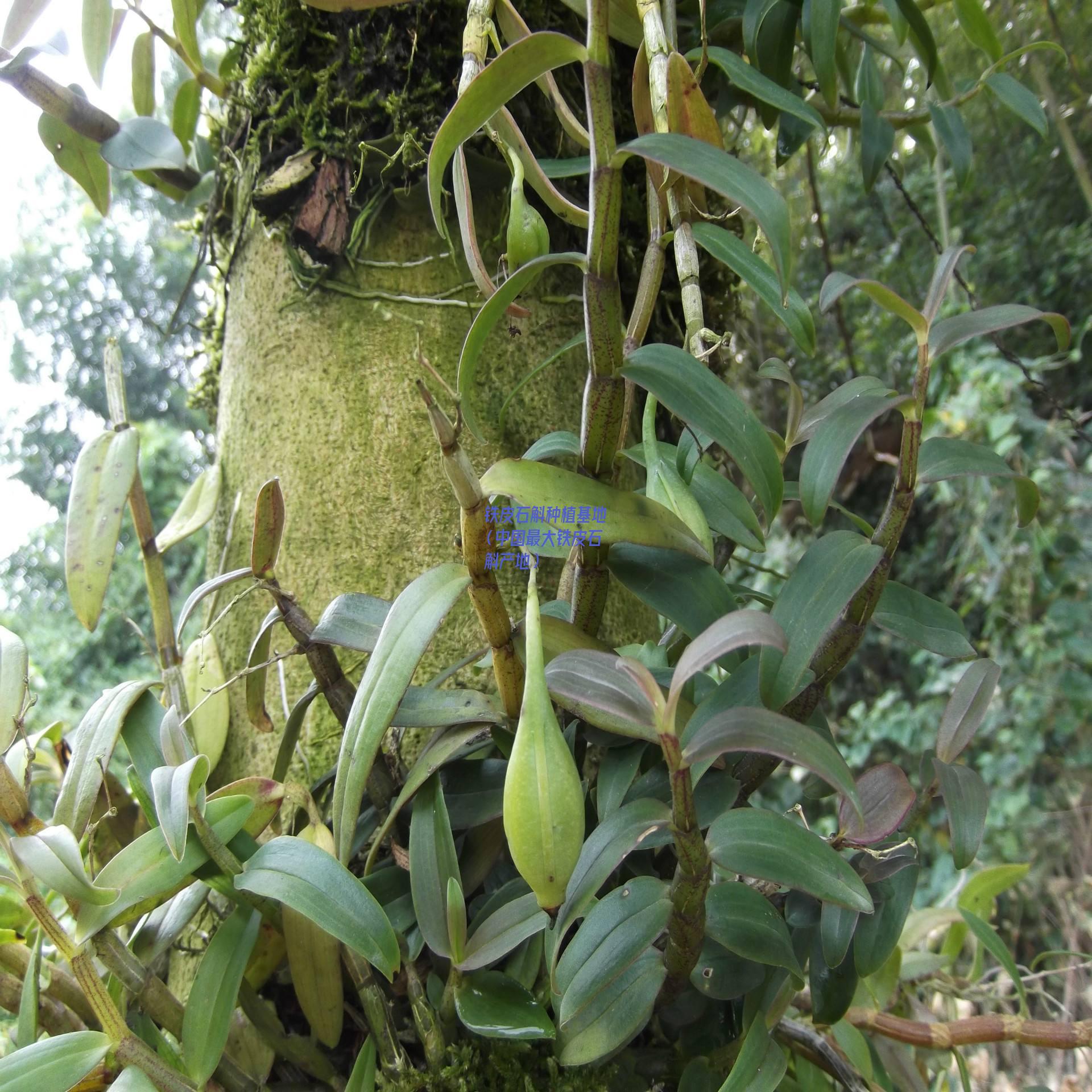 铁皮石斛种植基地（中国最大铁皮石斛产地）