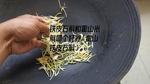 铁皮石斛和霍山米斛哪个好养