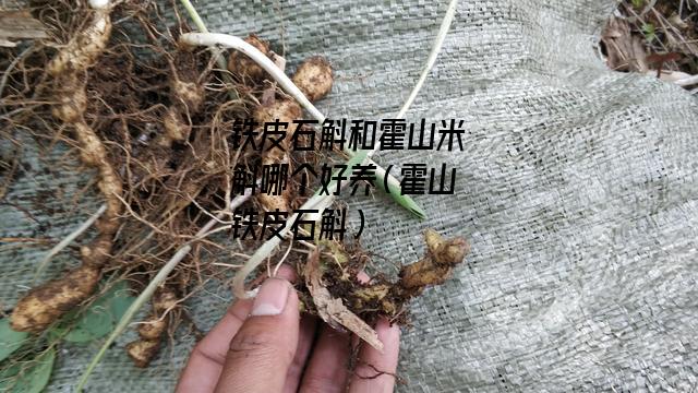 铁皮石斛和霍山米斛哪个好养