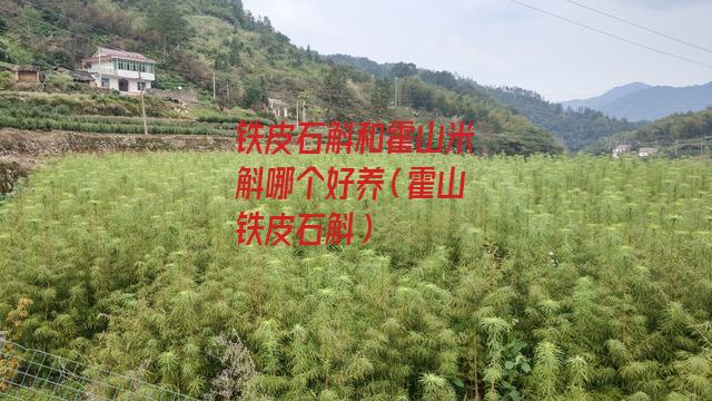 铁皮石斛和霍山米斛哪个好养