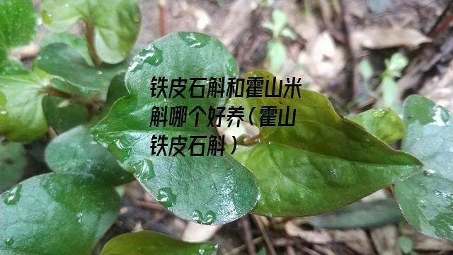 铁皮石斛和霍山米斛哪个好养