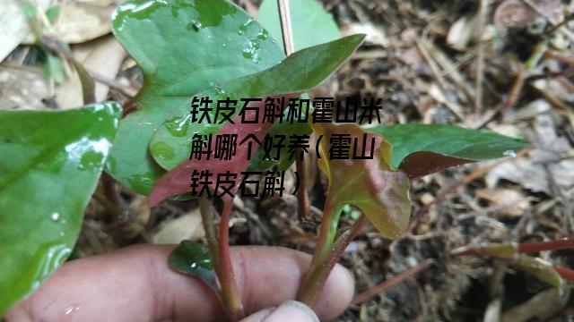 铁皮石斛和霍山米斛哪个好养