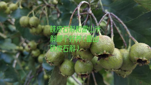 铁皮石斛和霍山米斛哪个好养