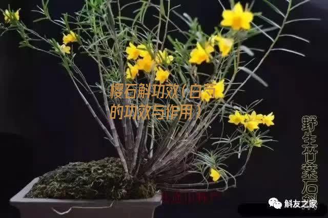 樱石斛功效