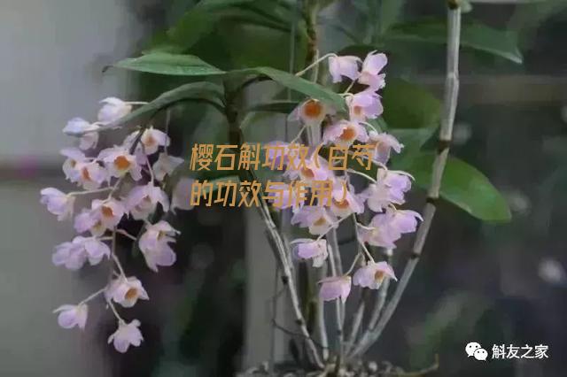 樱石斛功效