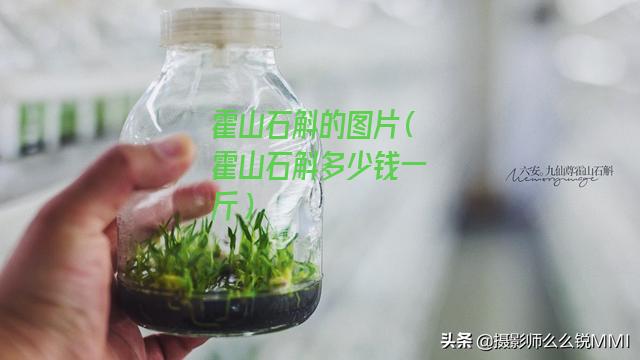 霍山石斛的图片