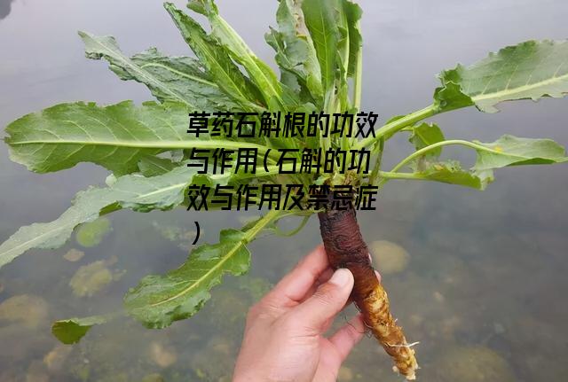 草药石斛根的功效与作用