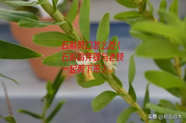 石斛剪口怎么吃