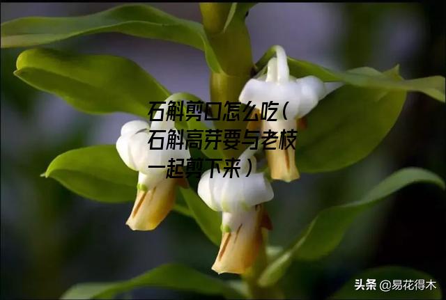 石斛剪口怎么吃