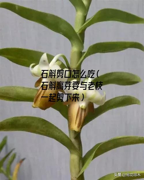 石斛剪口怎么吃