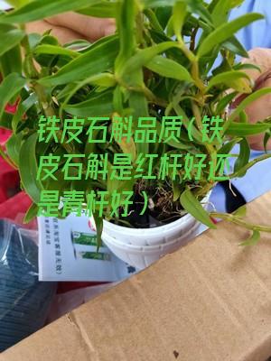 铁皮石斛品质