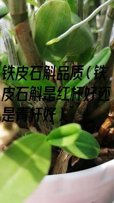 铁皮石斛品质