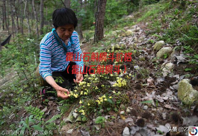 霍山石斛枫斗价格