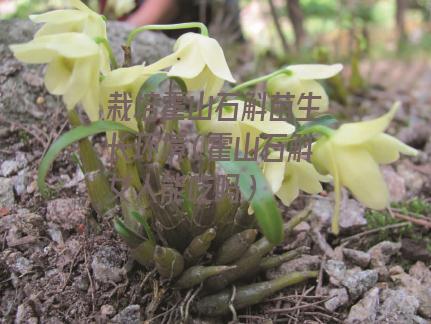 栽培霍山石斛苗生长环境