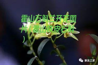 霍山石斛兰开花图片