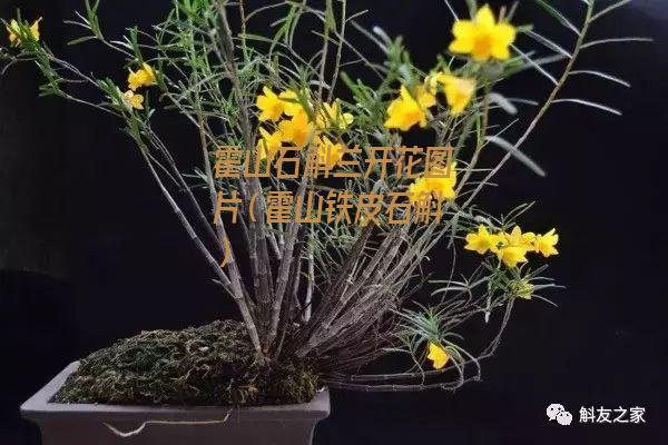 霍山石斛兰开花图片