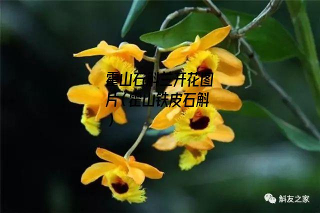 霍山石斛兰开花图片