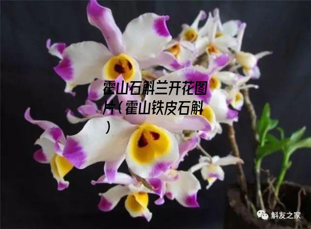 霍山石斛兰开花图片