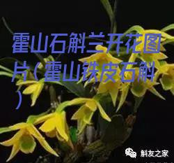 霍山石斛兰开花图片