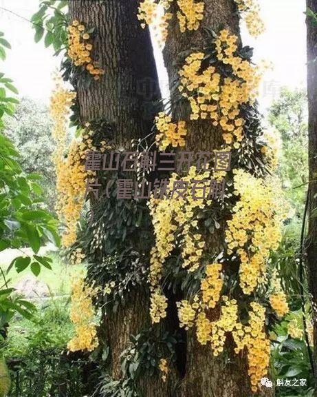 霍山石斛兰开花图片