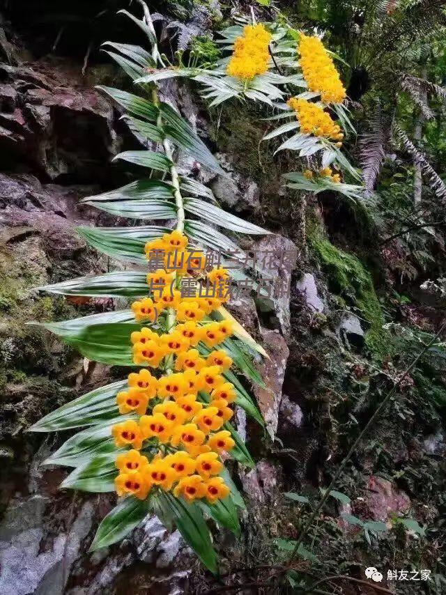 霍山石斛兰开花图片