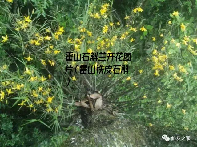 霍山石斛兰开花图片