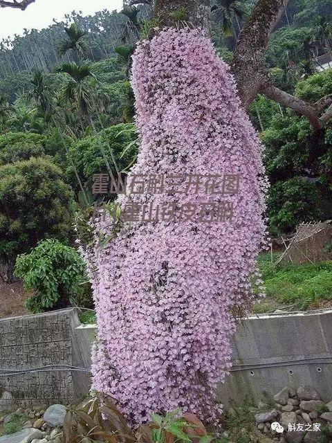 霍山石斛兰开花图片