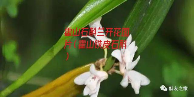 霍山石斛兰开花图片