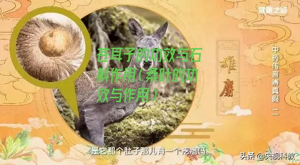 苍耳子的功效与石斛作用