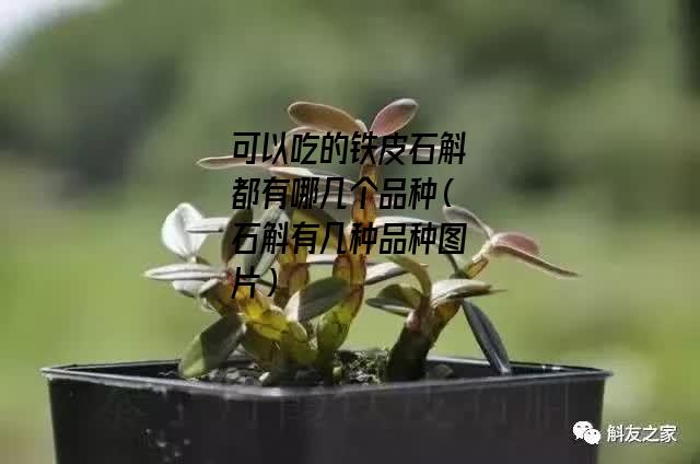 可以吃的铁皮石斛都有哪几个品种