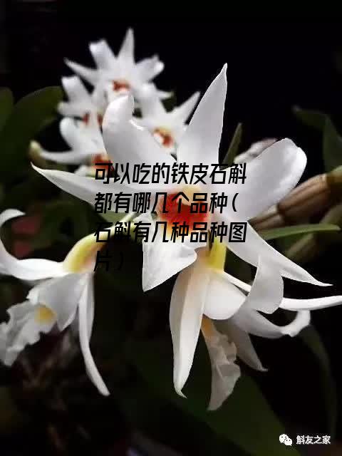 可以吃的铁皮石斛都有哪几个品种