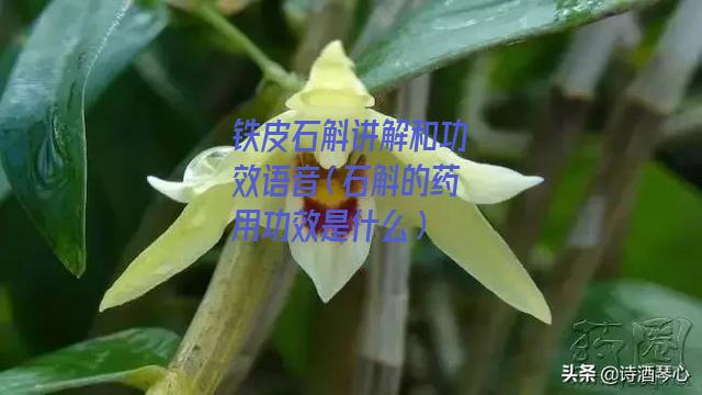 铁皮石斛讲解和功效语音