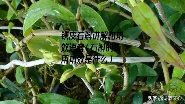 铁皮石斛讲解和功效语音