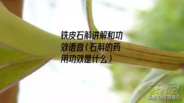 铁皮石斛讲解和功效语音